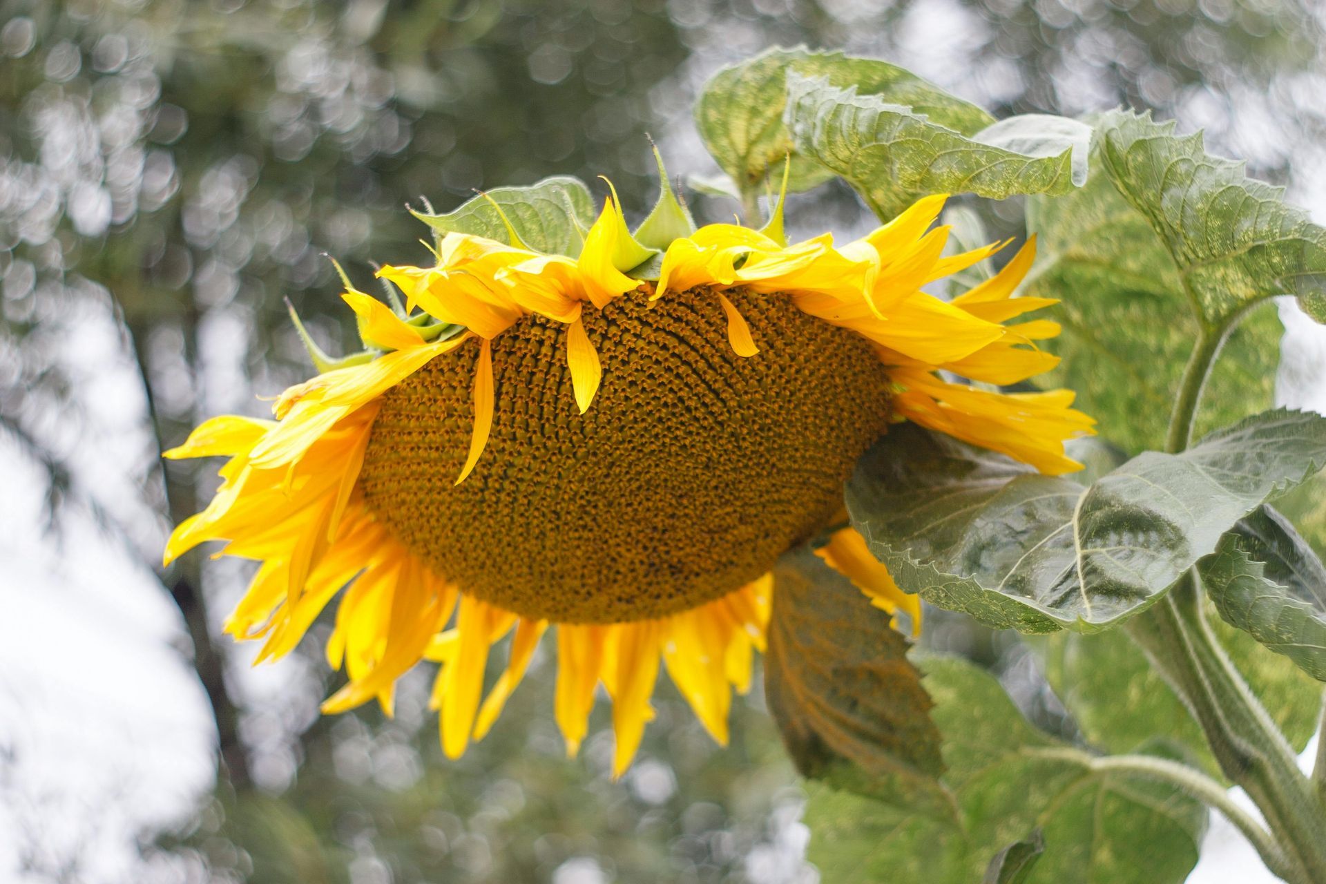 A large, drooping sunflower head with yellow petals and a brown center; green leaves.