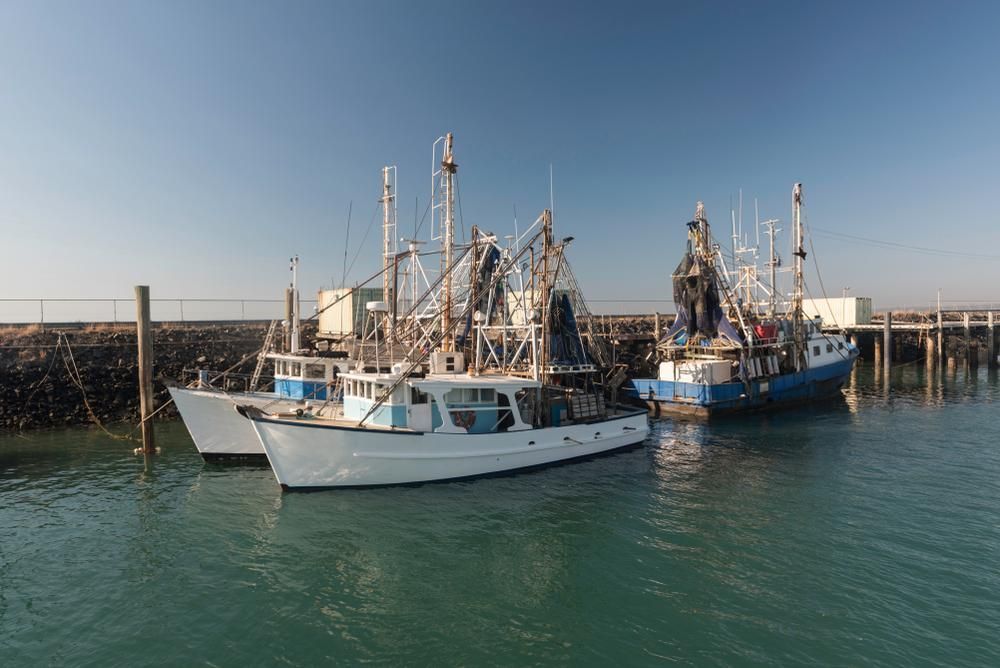A Group Of Fishing Boats Are Docked In A Harbor — PASMA Electrical In Cooktown, QLD