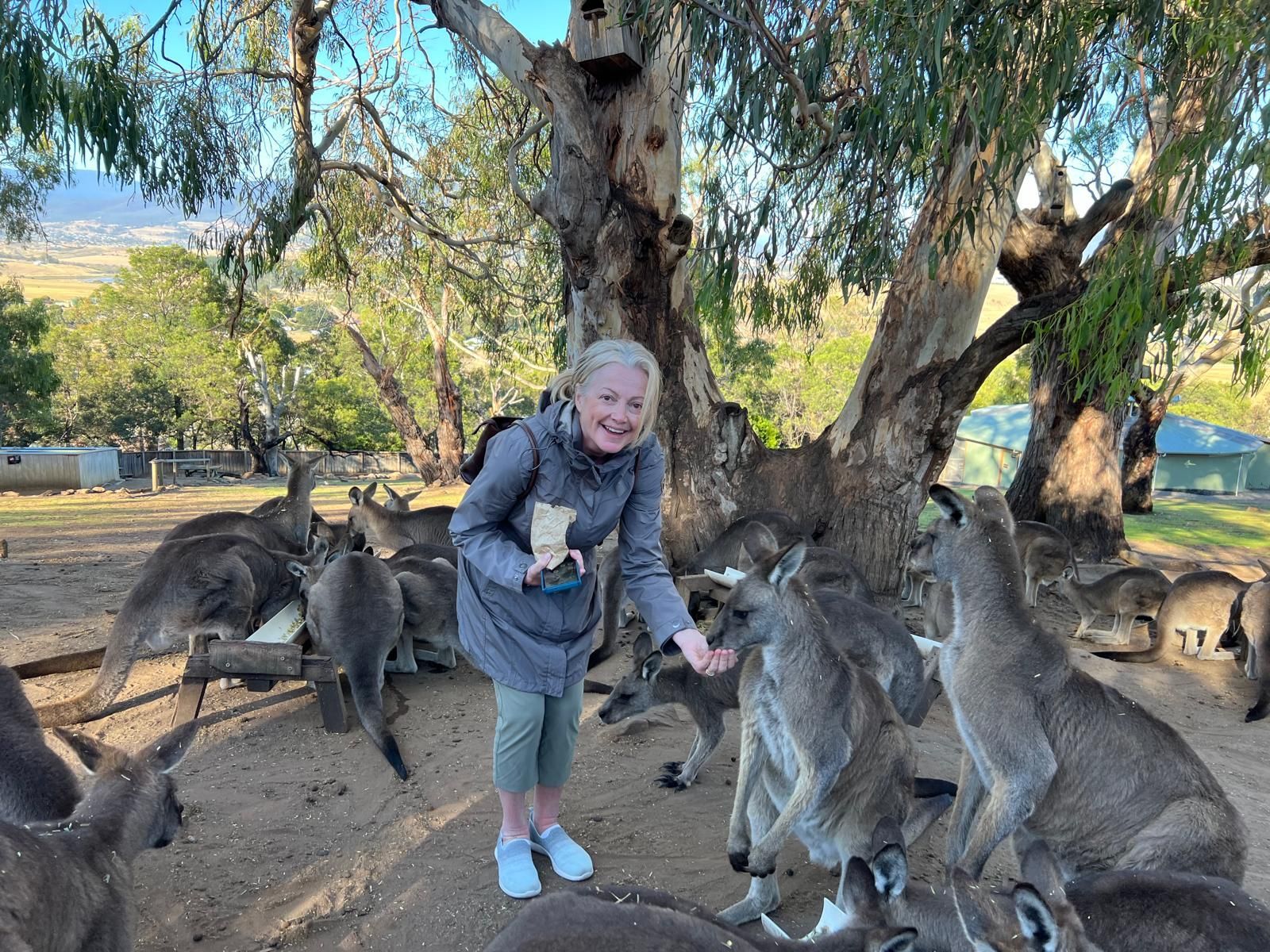 Photo of Jenny hand feeding kangaroos