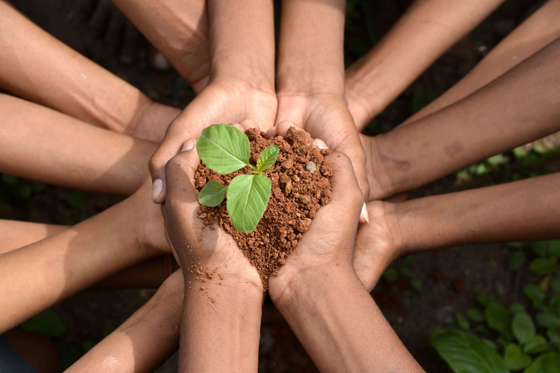 a group of people are holding a small plant in their hands .