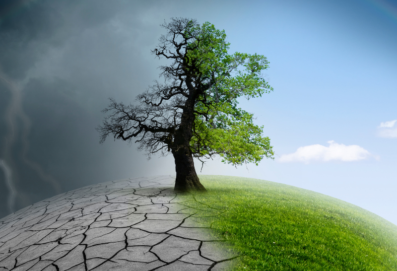 a tree is standing in the middle of a dry and green field .