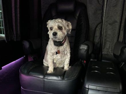 A small white dog is sitting in a car seat.