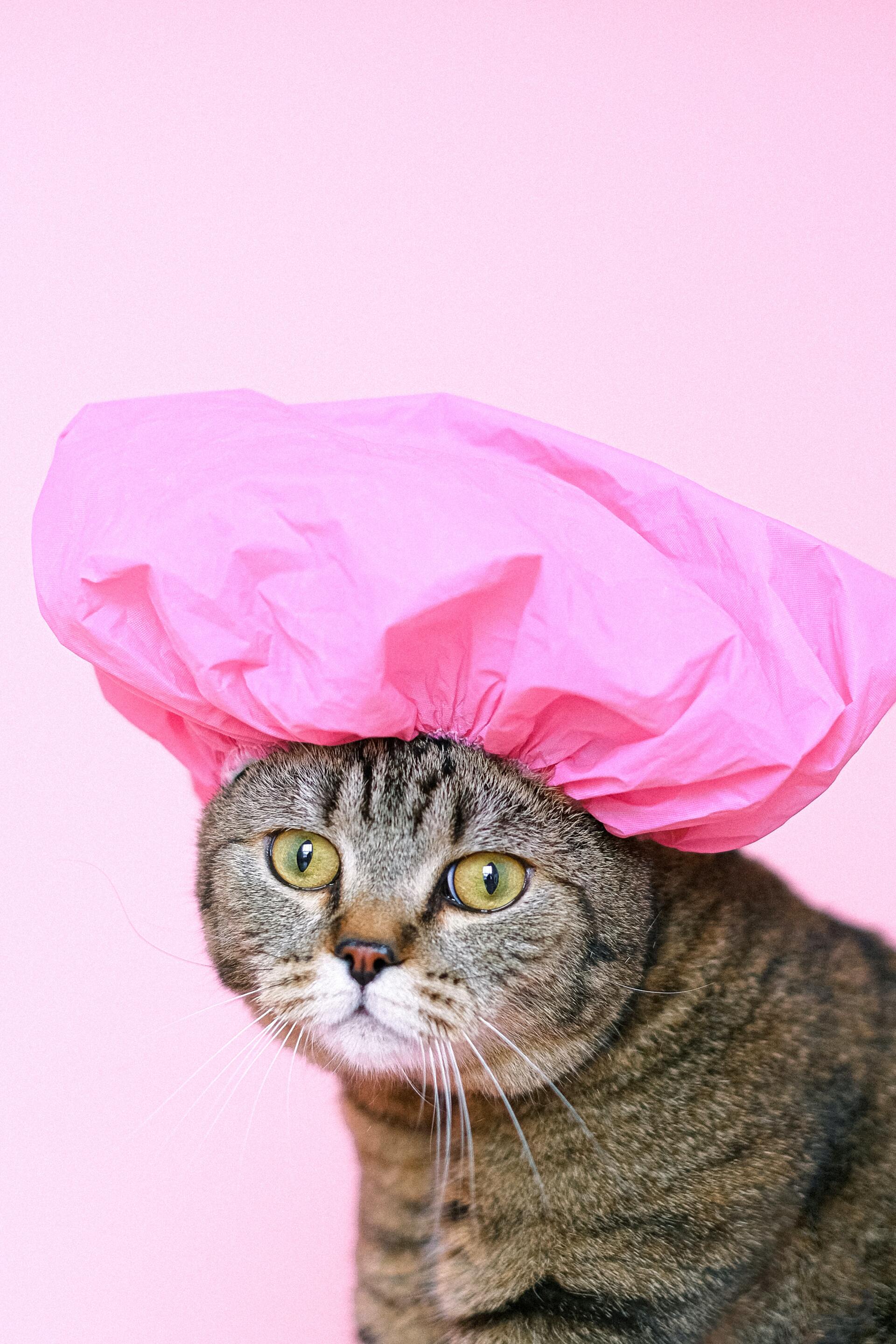Toilettage Et Soin Des Animaux A Laval