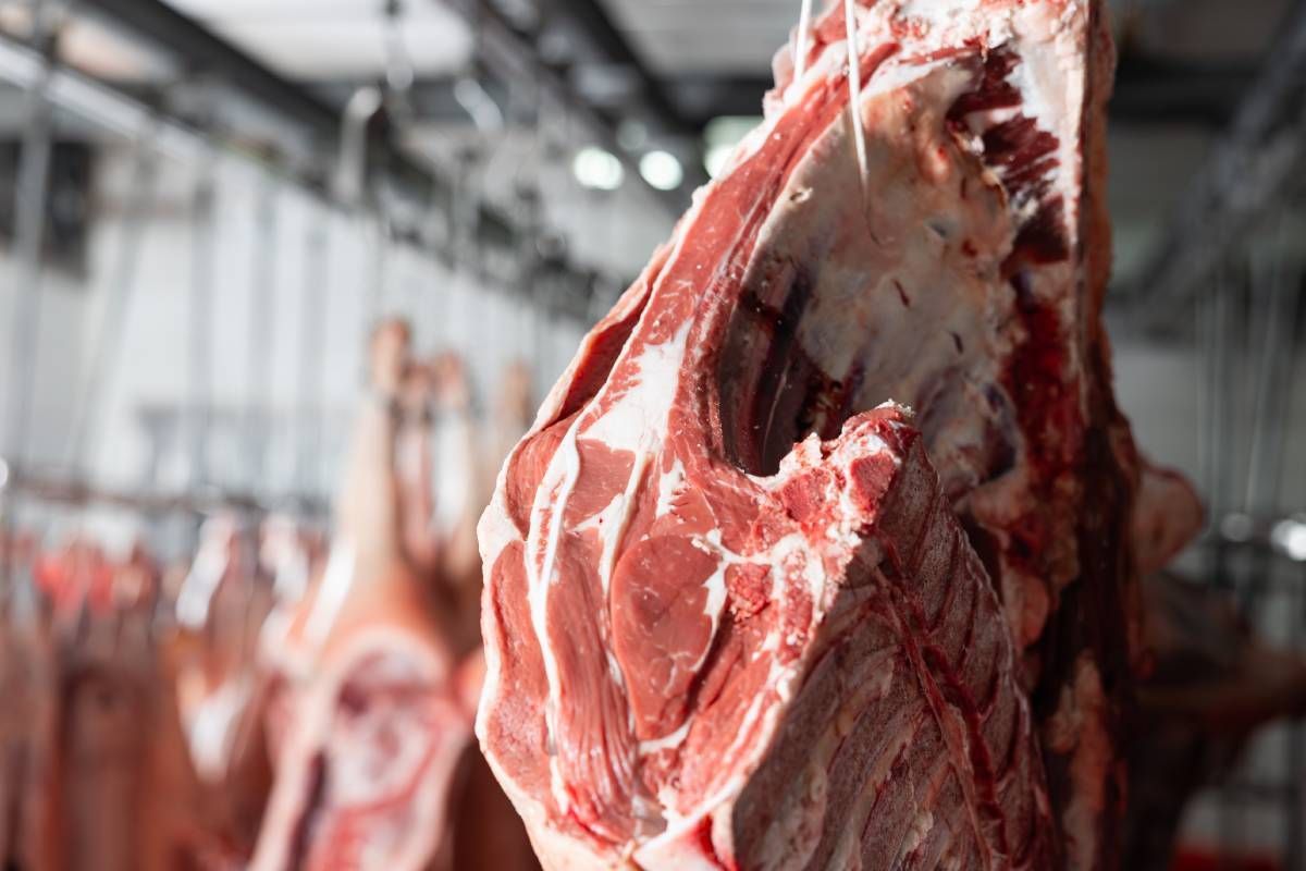 Beef on a hook at local meat processing facility near Carlisle, KY