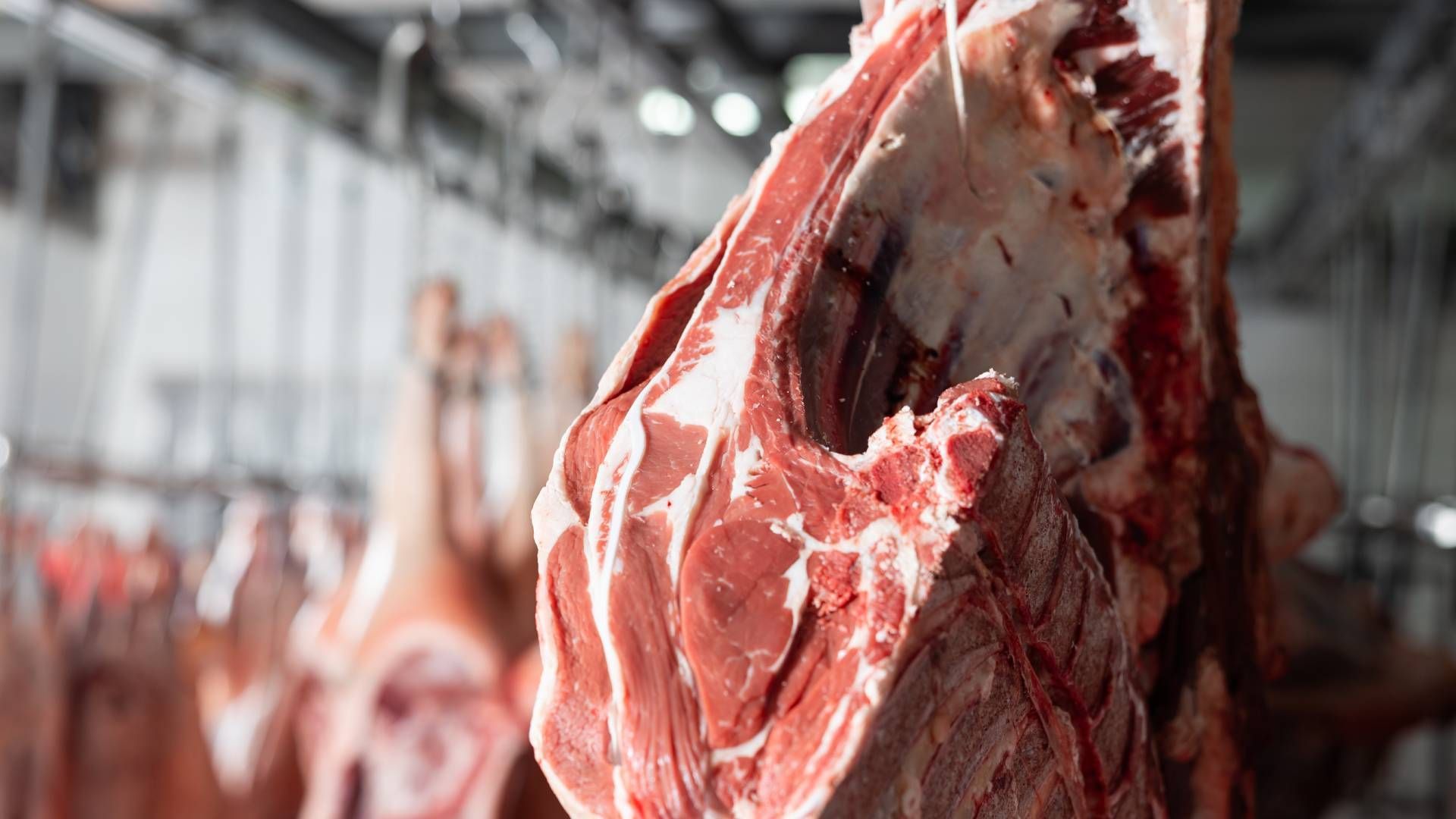 Beef on a hook at local meat processing facility near Carlisle, KY