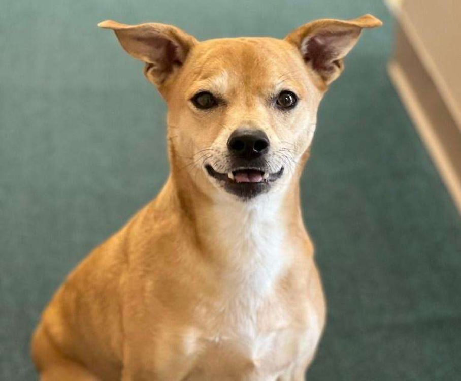 A brown and white dog is sitting on a green carpet and looking at the camera.