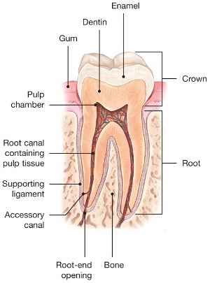 A diagram of a tooth showing the different parts of a tooth.