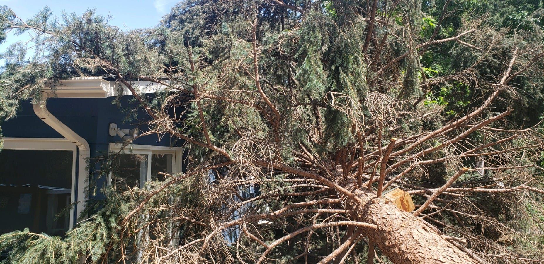 A tree that has fallen on top of a house.