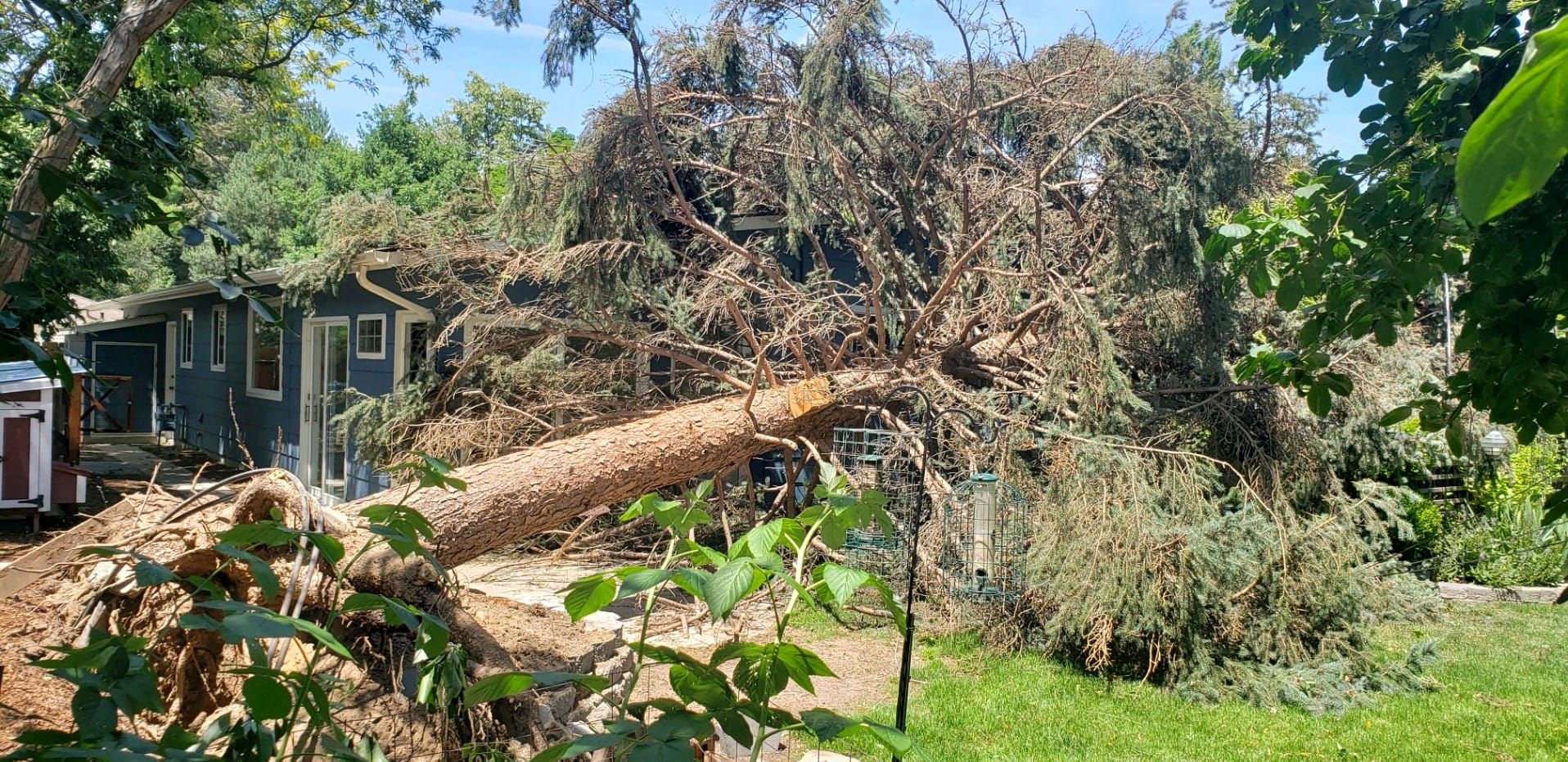 A large tree has fallen on top of a house.