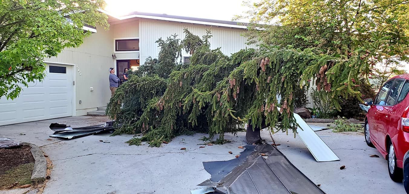 A tree is laying on the ground in front of a house.