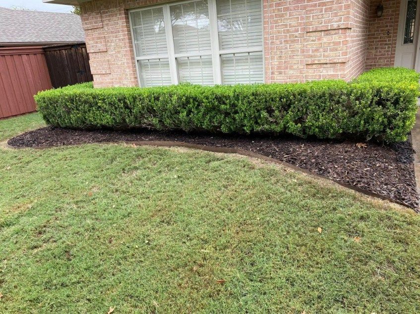 Green hedge in front of a brick house, bordering dark mulch and a green lawn.