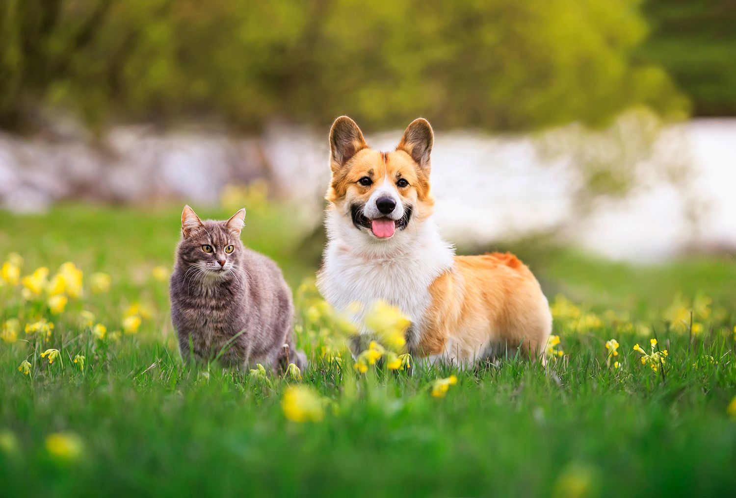Dog and Cat in a Field of Flowers — Twinsburg, OH — Animal Hospital At Ethan's Green