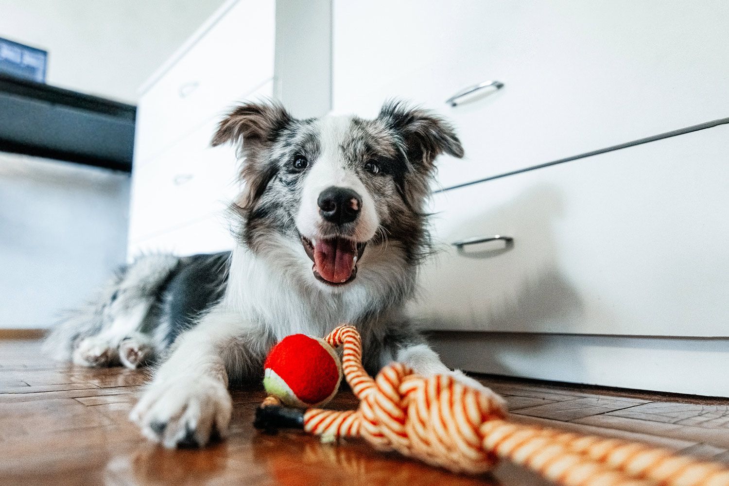 Dog Playing with a Ball and Rope Toy — Twinsburg, OH — Animal Hospital At Ethan's Green