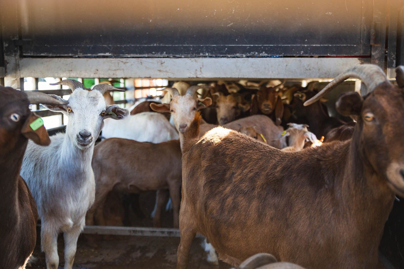 Got Goats? How Our Backyard Turned Into a Mini Farm