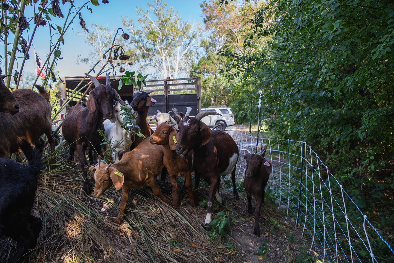 Got Goats? How Our Backyard Turned Into a Mini Farm