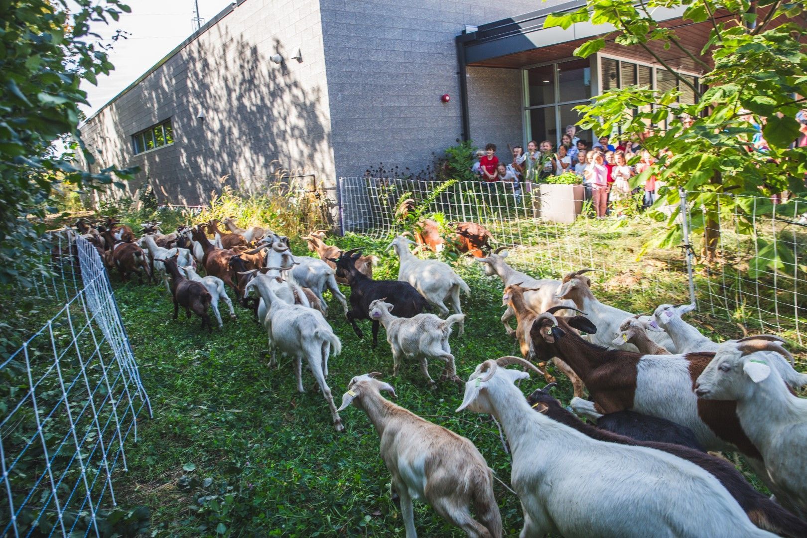 The herd of goats rush off their trailer to take a chomp out of the MMS Prairie.