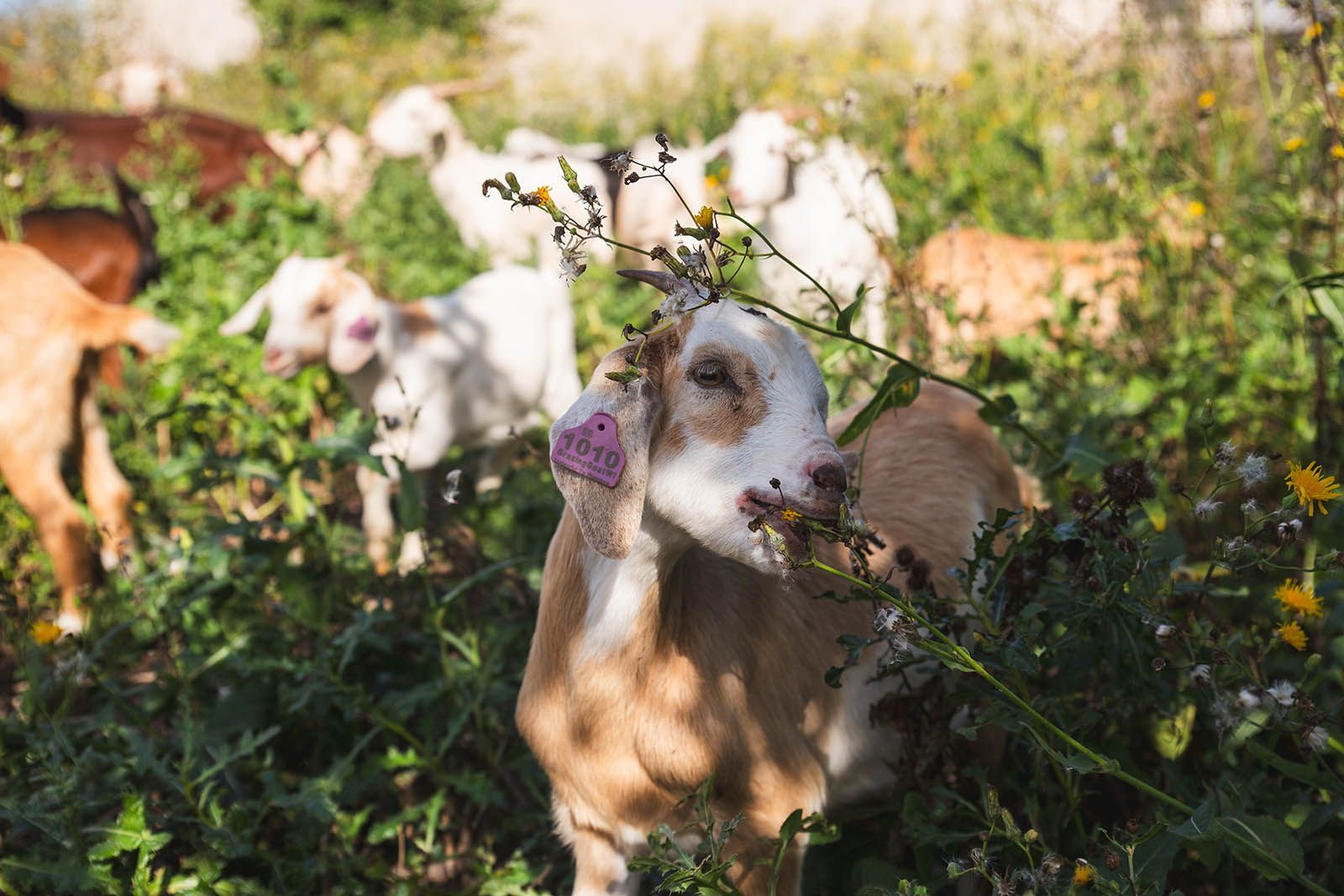 Got Goats? How Our Backyard Turned Into a Mini Farm