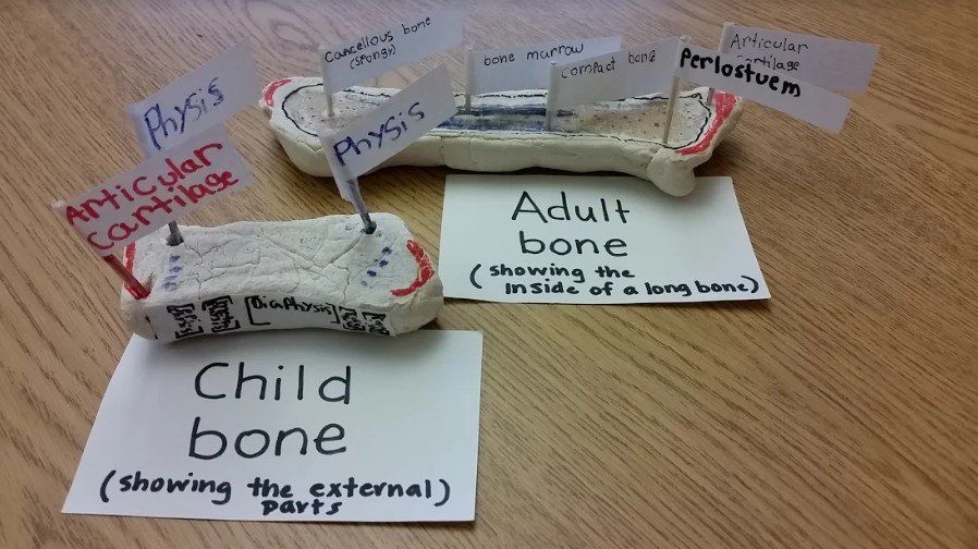 Labeled Diorama of a Child and Adult Bone