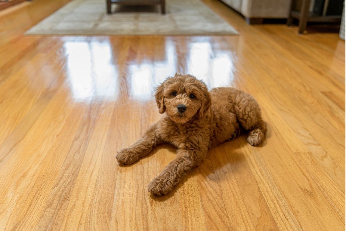 Dog sitting on recently refinished hardwood floors in home in Worcester, MA