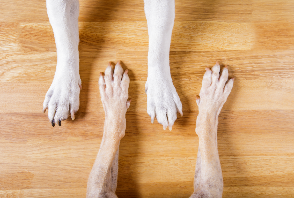 Dog paws on refinished hardwood floors in Worcester, MA
