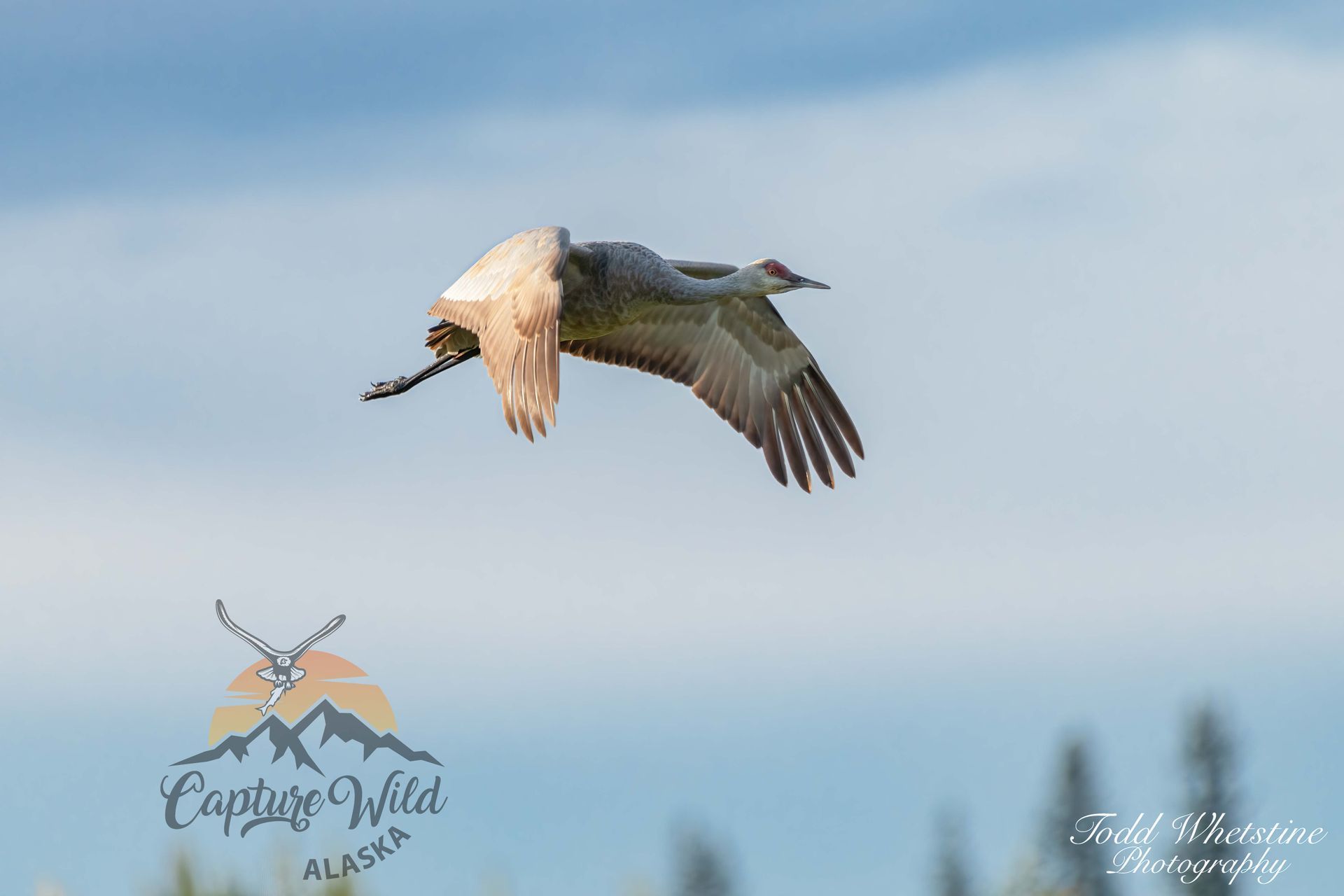 A bird with a long beak is flying in the sky.