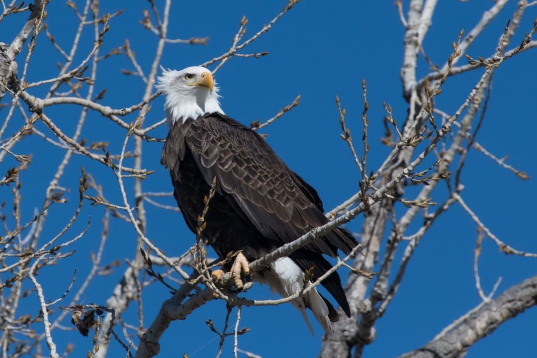 A bald eagle perched on a tree branch with a blue sky in the background