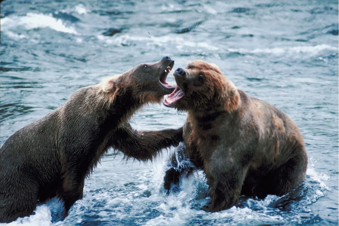 Two brown bears are fighting in the water.
