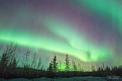 The aurora borealis is dancing in the night sky over a snowy forest.