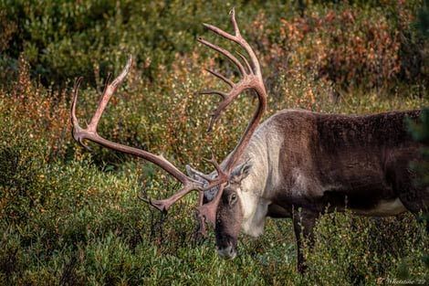 A reindeer with very large antlers is eating grass in a field.