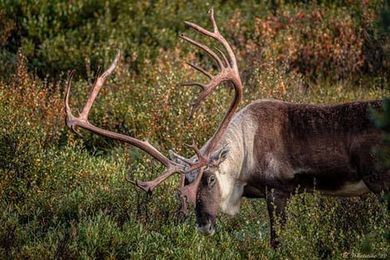 A reindeer with very large antlers is eating grass in a field.