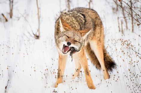 A coyote is standing in the snow with its mouth open.