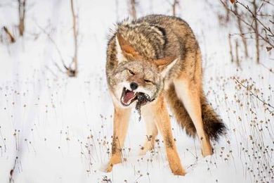 A coyote is standing in the snow with its mouth open.