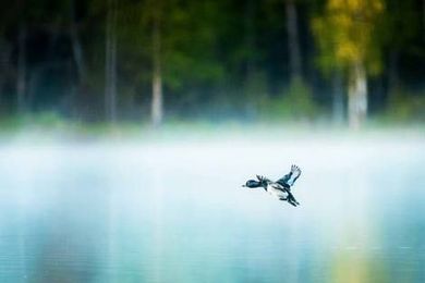 A bird is flying over a lake in the fog.