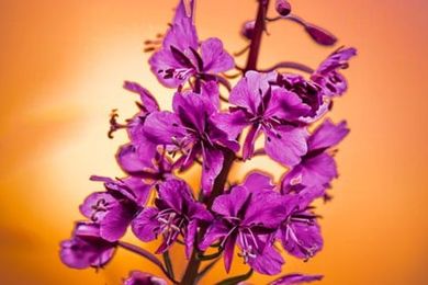 A close up of a bunch of purple flowers on an orange background.
