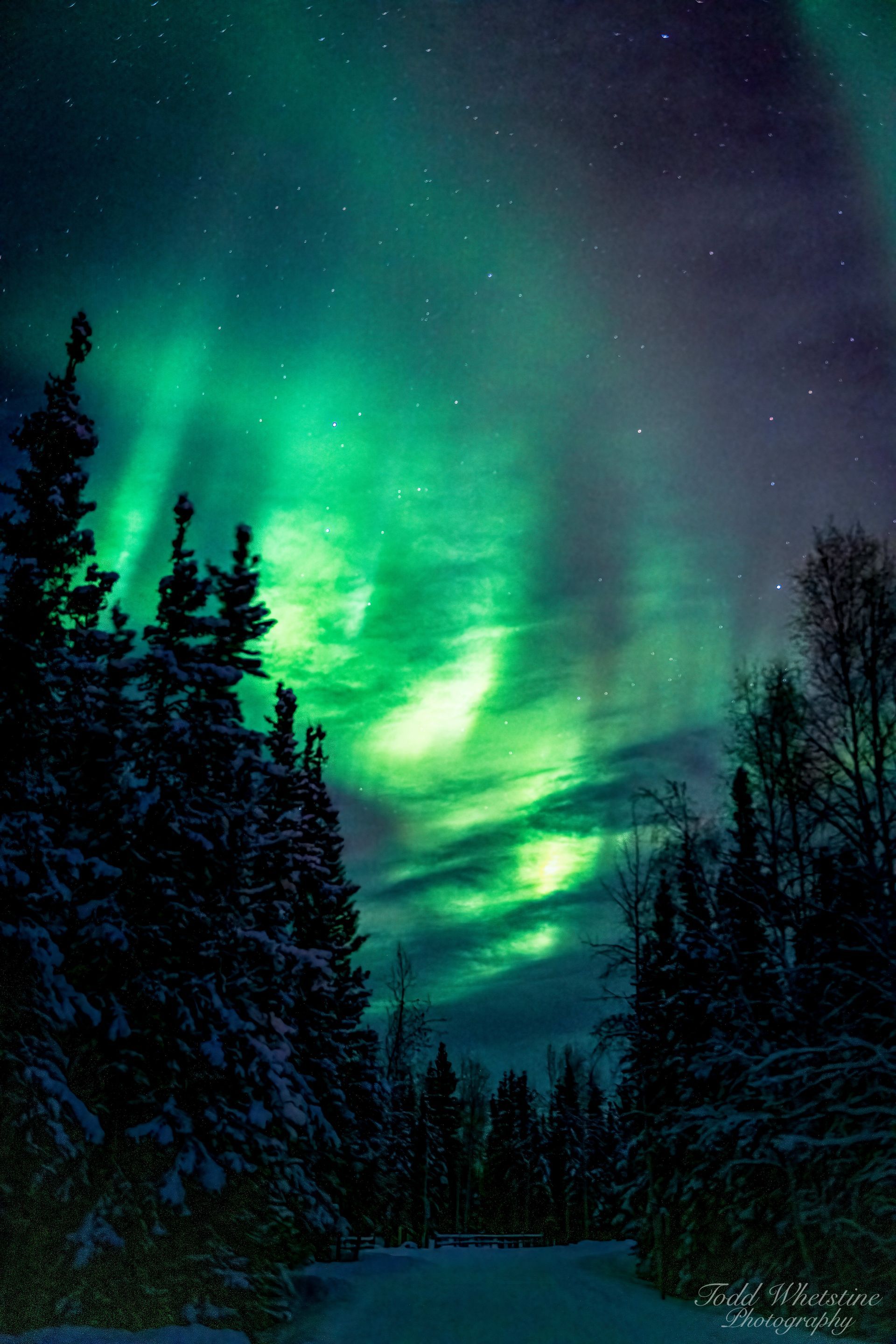 The aurora borealis is dancing in the night sky over a snowy forest.