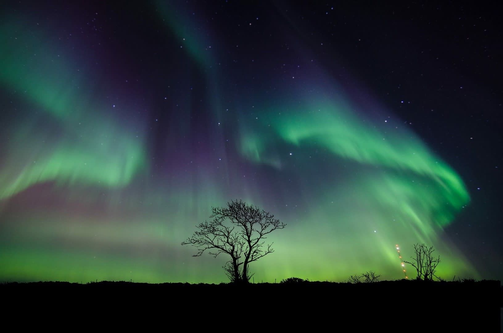 A tree is silhouetted against the aurora borealis in the night sky