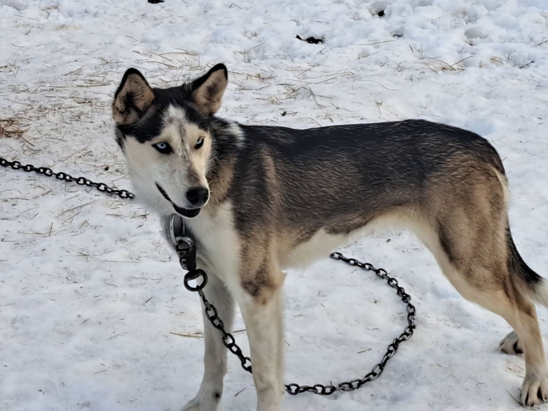 A black and white husky with one blue eye stands on a snowy surface, held by a metal chain leash.