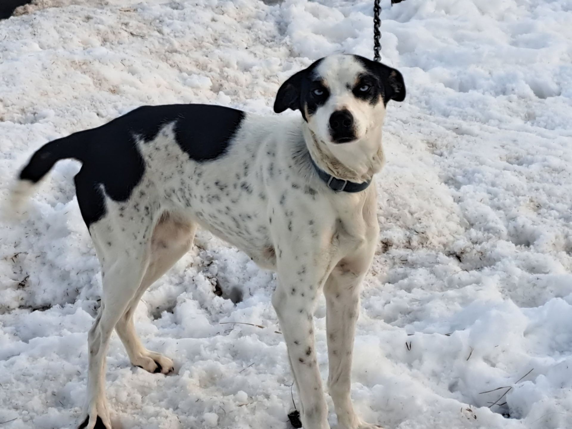 A black and white spotted dog stands in the snow, looking toward the camera with a black collar on.
