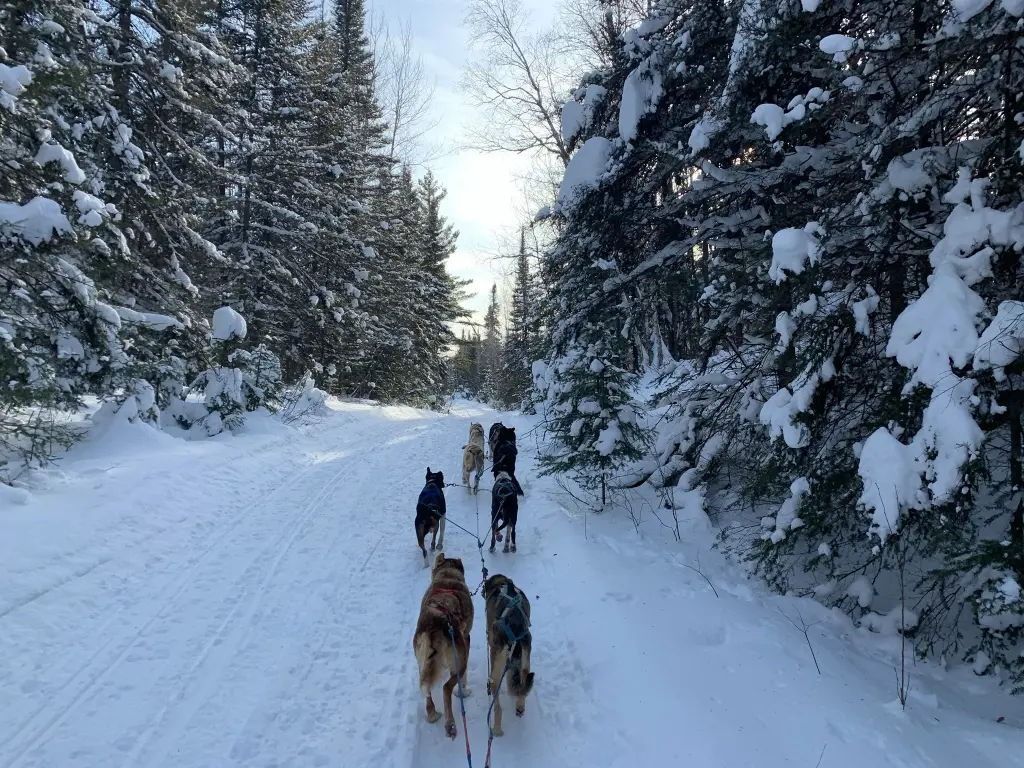 A dog sled team runs along a snowy forest trail lined with evergreen trees heavily laden with snow.