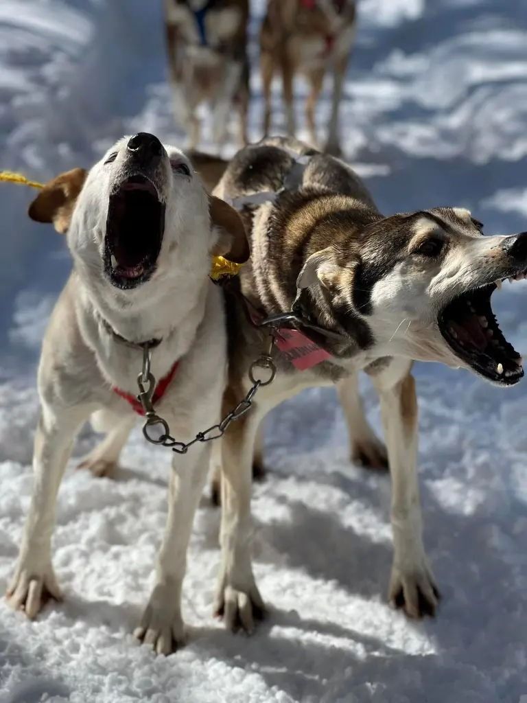 Two sled dogs barking in a snowy landscape with other dogs visible in the blurred background.