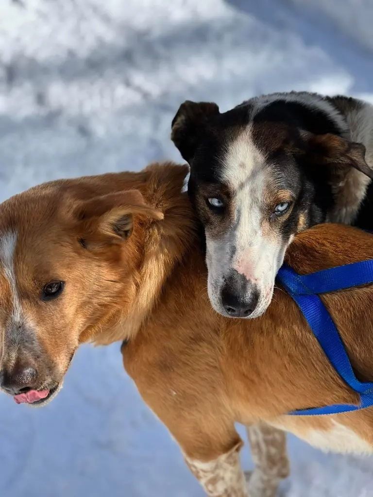 Two sled dogs in harnesses stand close together in the snow; one is tan with a spotted nose, the other is black and white.