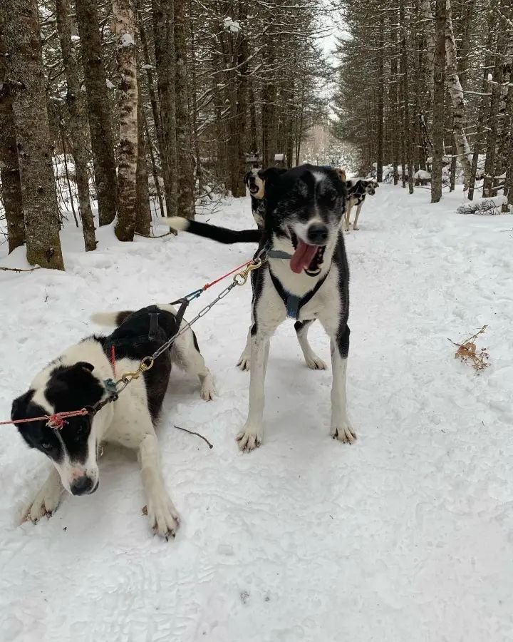 Two sled dogs with black and white fur harnessed together on a snowy, tree-lined trail.
