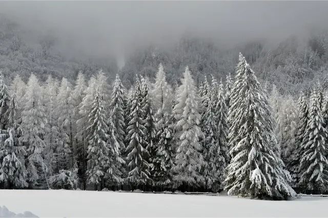 A snowy forest landscape with frost-covered pine trees under a cloudy sky.