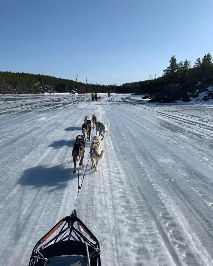 A sled dog team pulling a sled across a vast, frozen, snow-covered lake under a clear blue sky.