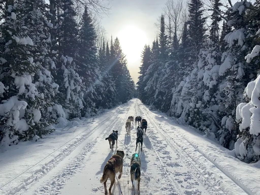 A sled dog team runs along a snowy trail through a sunlit forest of tall, snow-covered evergreen trees.