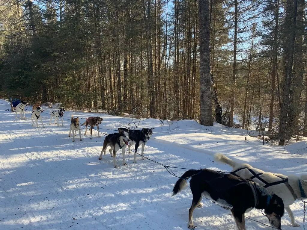 A team of sled dogs hitched in a line, pausing on a snow-covered trail through a dense forest.