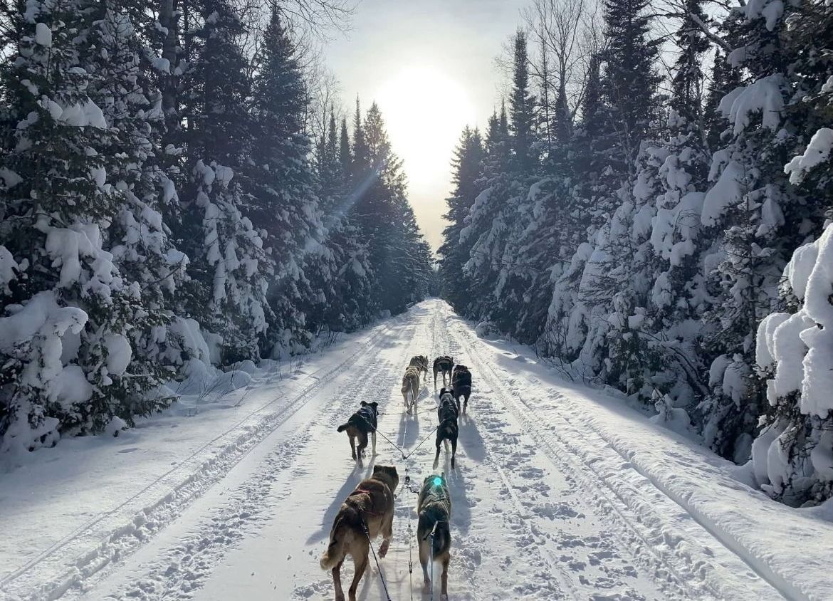 A team of sled dogs running down a snowy forest path toward a bright, sunlit horizon.