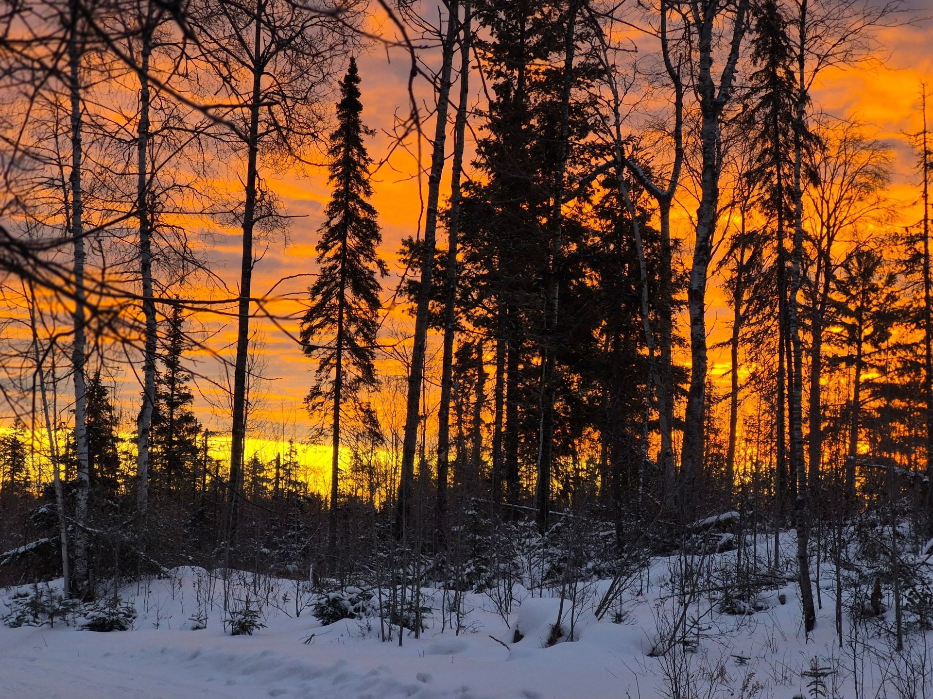 A vibrant orange sunset glows behind silhouetted pine and birch trees over a snow-covered landscape.