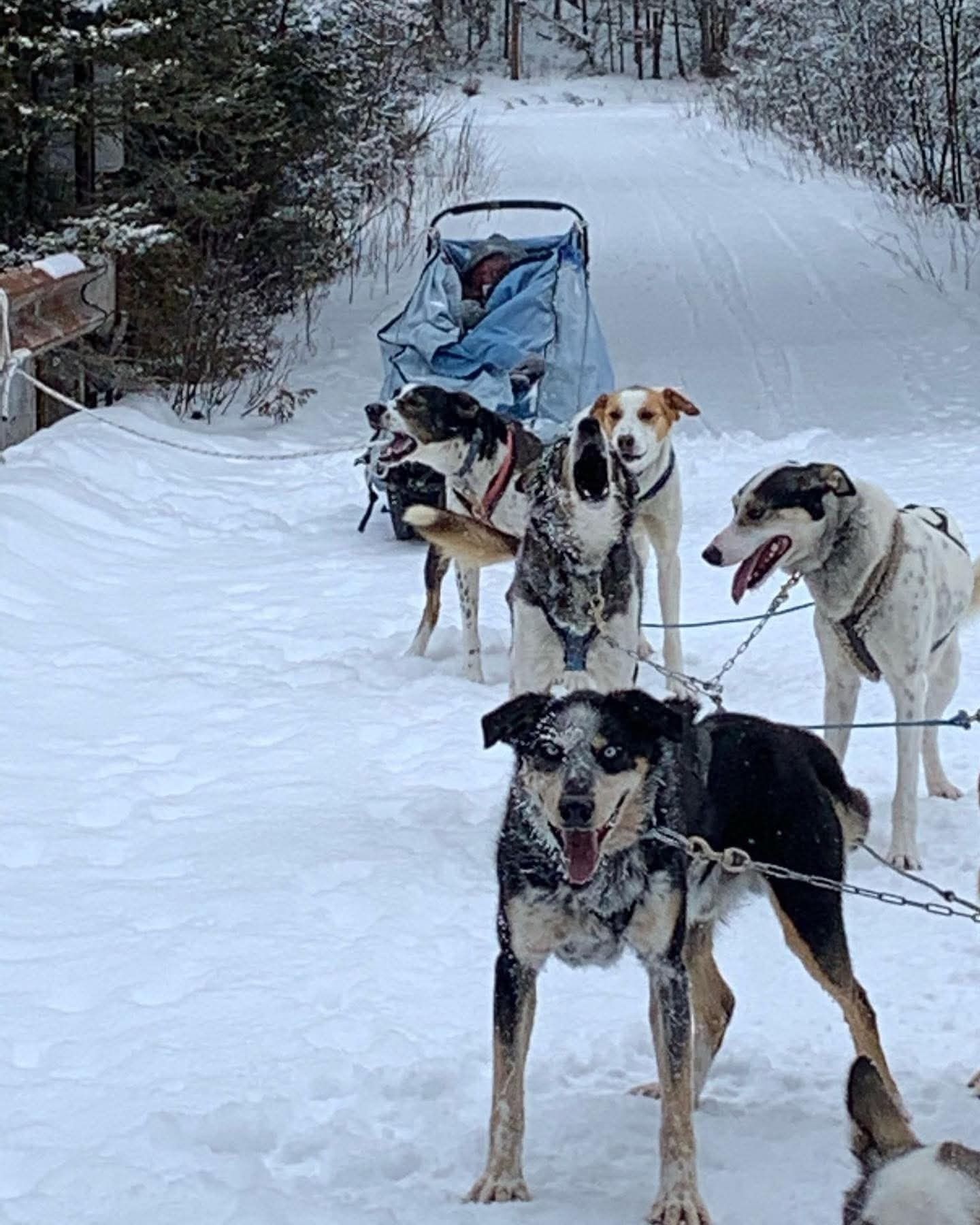 Four sled dogs in harnesses stand on a snowy trail in front of a sled with a blue cover.
