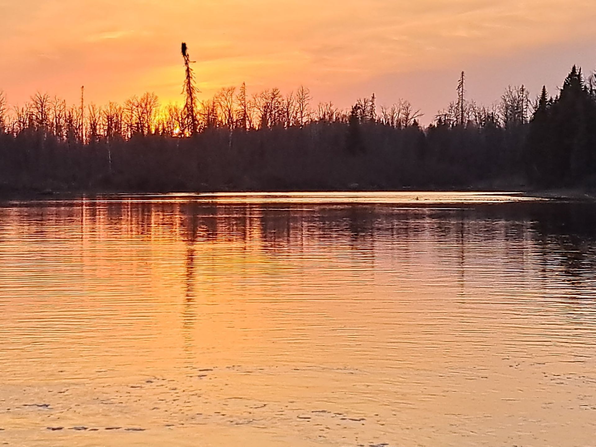 A golden sunset reflects on calm, rippling lake water against a silhouetted tree line.